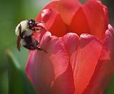 Bee On A Tulip_48121
